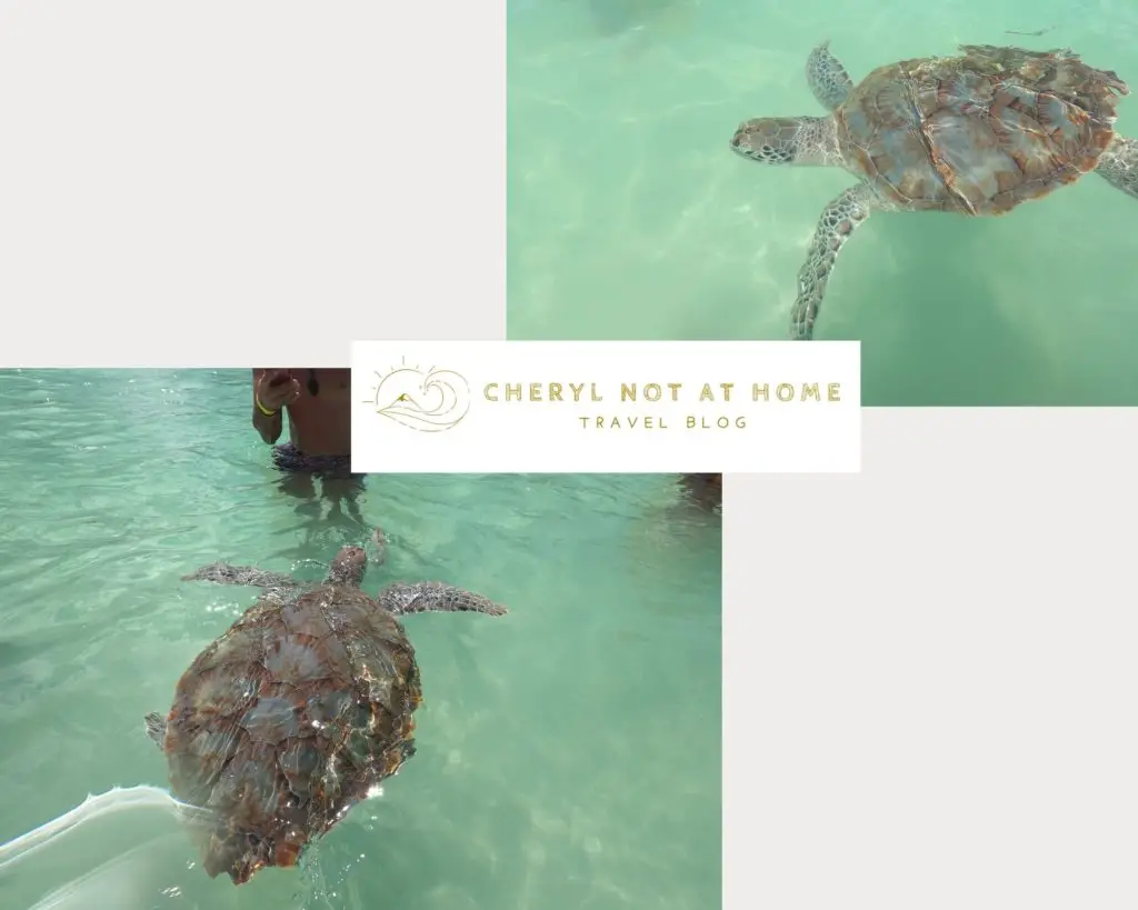 sea turtle 海龜